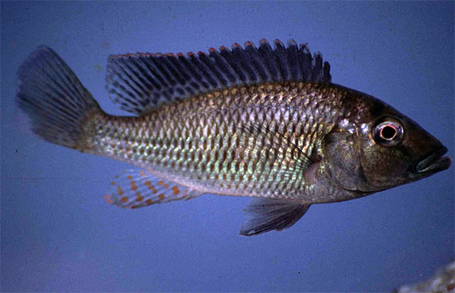 Pharyngochromis acuticeps