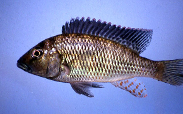 Pharyngochromis acuticeps