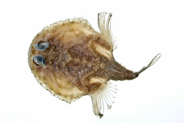 Halieutichthys aculeatus