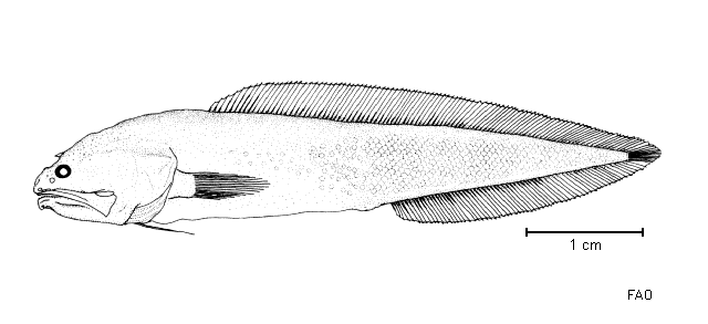 Hastatobythites arafurensis