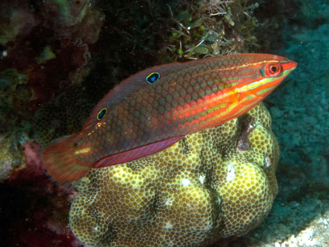 Halichoeres biocellatus