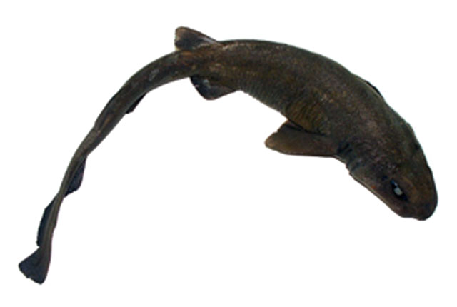 Bythaelurus canescens