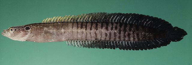 Haliophis guttatus