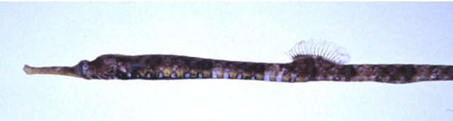 Halicampus punctatus