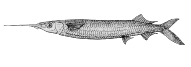 Hemiramphus brasiliensis