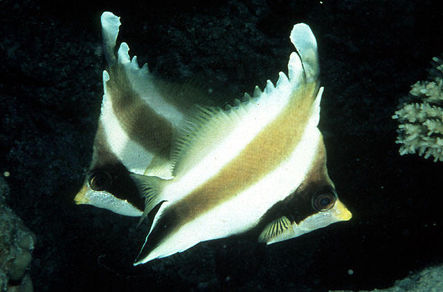 Heniochus chrysostomus