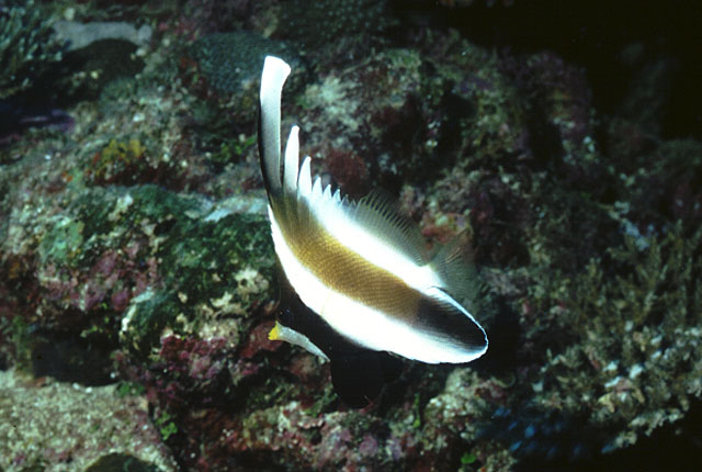 Heniochus chrysostomus