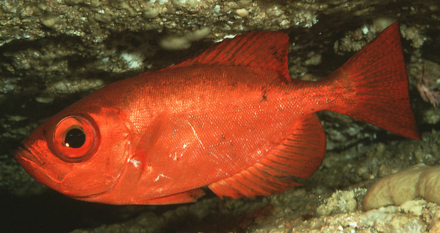 Heteropriacanthus cruentatus