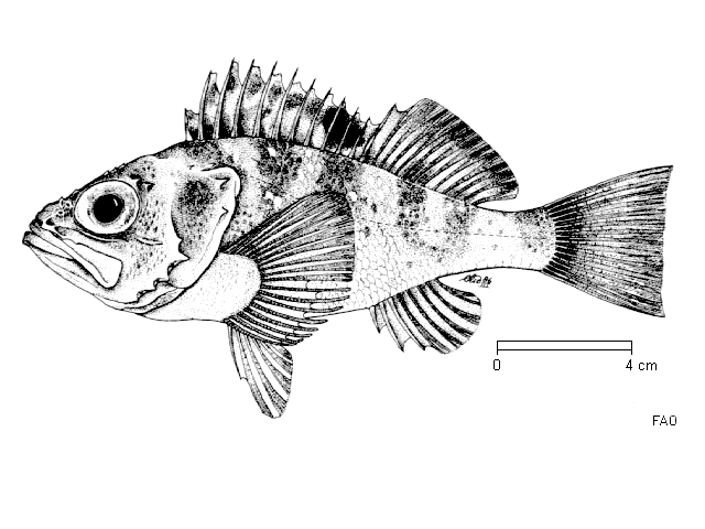 Helicolenus dactylopterus