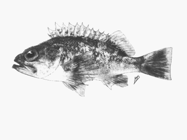 Helicolenus dactylopterus