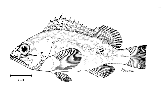 Helicolenus lahillei