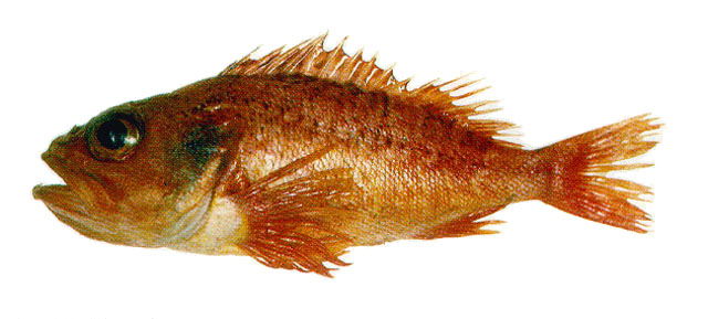 Helicolenus lahillei