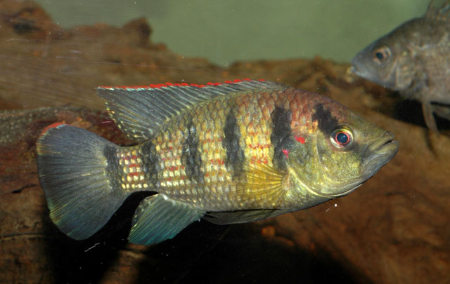 Hemichromis elongatus