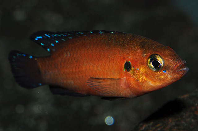 Rubricatochromis exsul