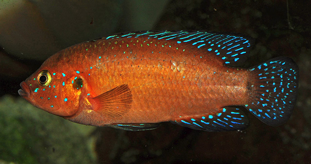 Rubricatochromis exsul