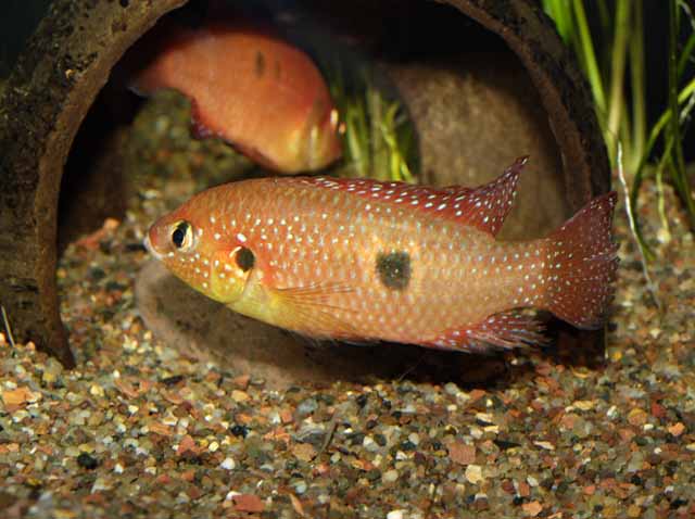 Rubricatochromis guttatus