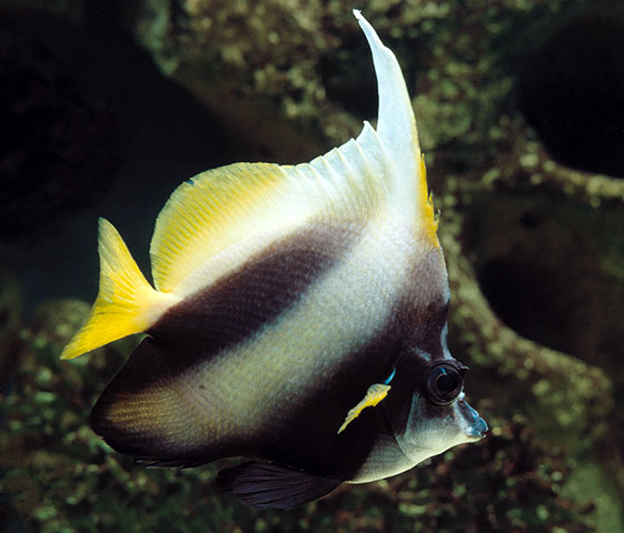 Heniochus intermedius