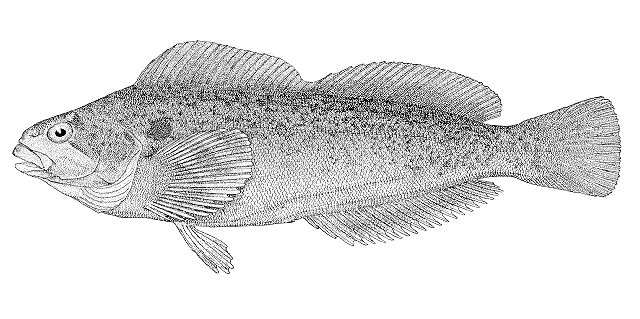 Hexagrammos lagocephalus