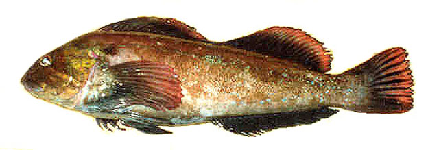 Hexagrammos lagocephalus