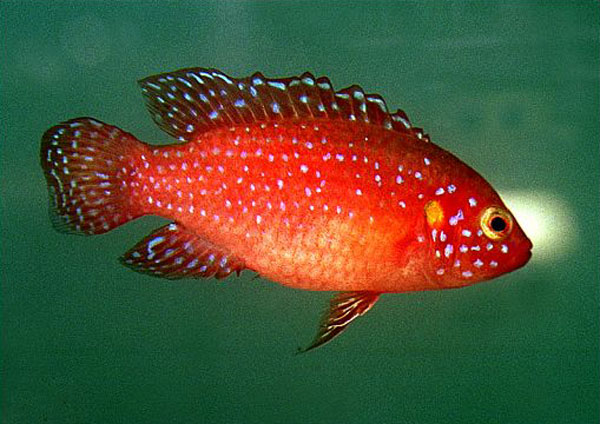 Rubricatochromis lifalili