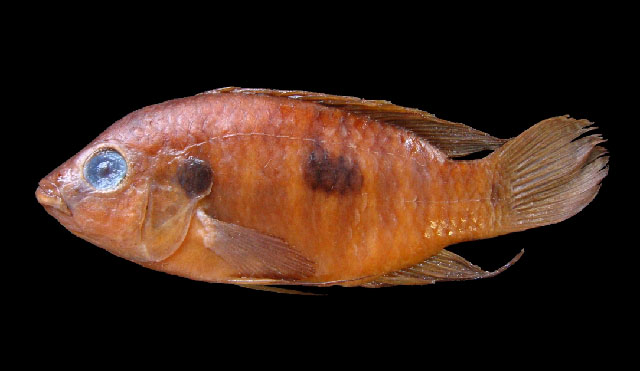 Rubricatochromis lifalili