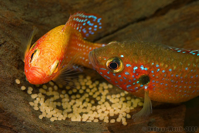 Rubricatochromis lifalili