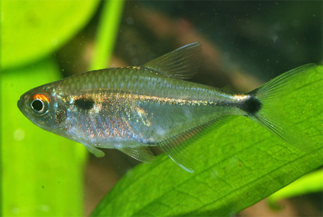 Hemigrammus luelingi