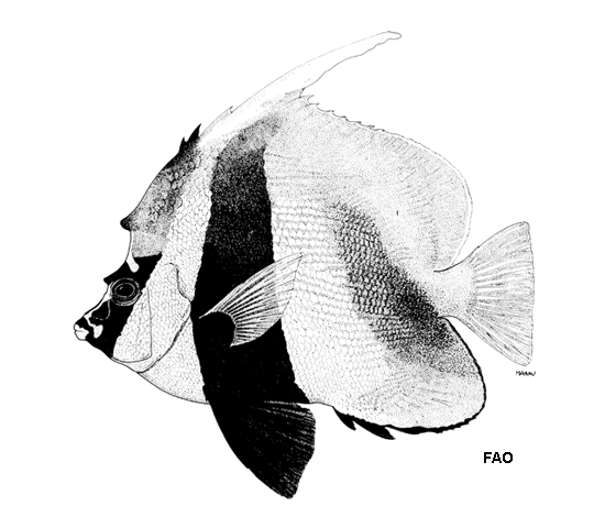 Heniochus monoceros