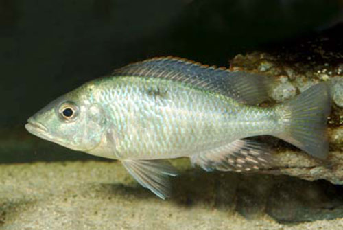 Hemitilapia oxyrhynchus