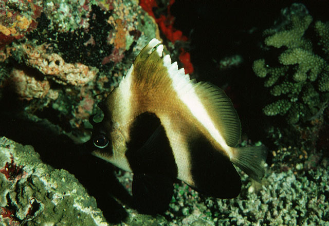 Heniochus pleurotaenia