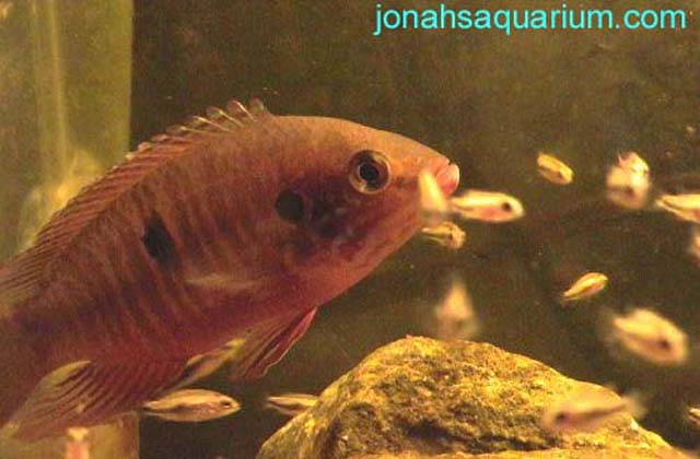 Rubricatochromis stellifer