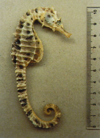 Hippocampus abdominalis