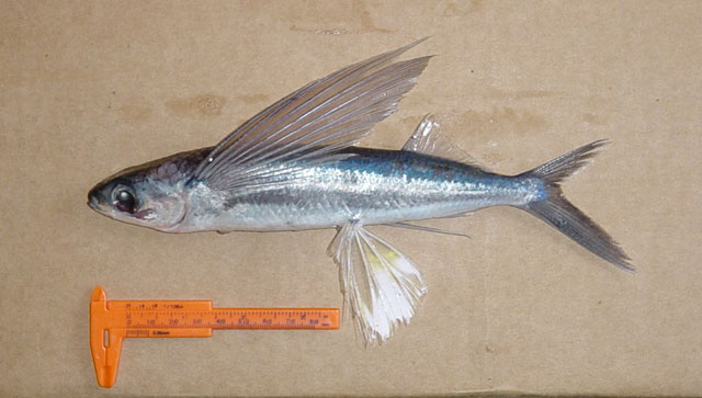 Hirundichthys affinis