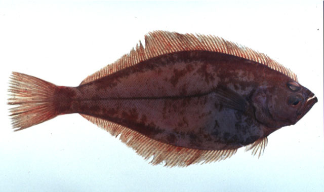 Hippoglossoides dubius