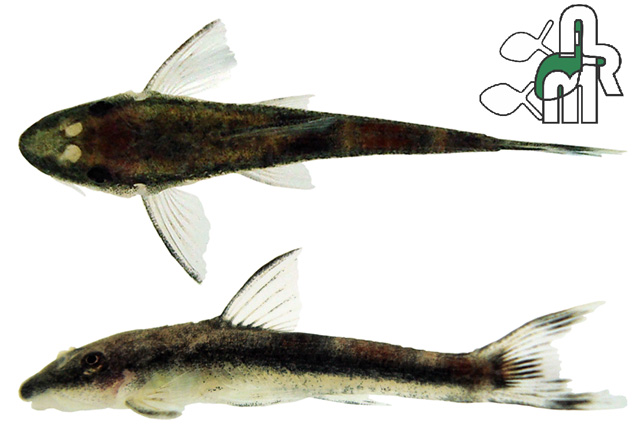 Curculionichthys insperatus