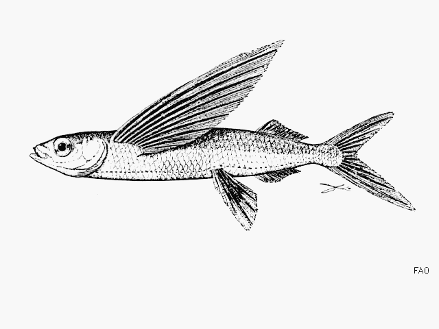 Hirundichthys marginatus