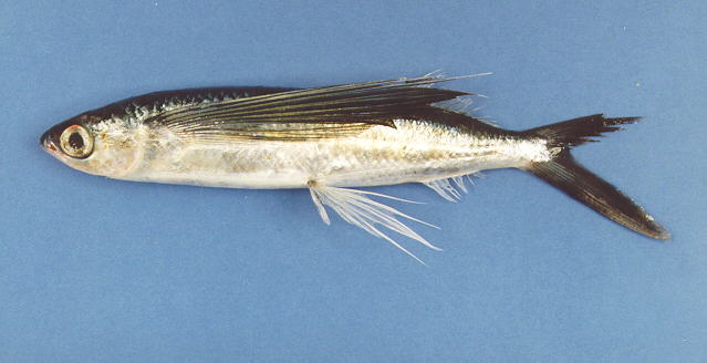 Hirundichthys oxycephalus