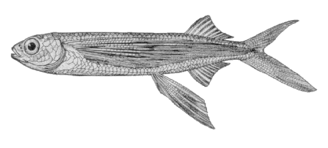 Hirundichthys rondeletii