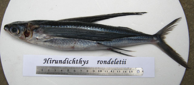 Hirundichthys rondeletii