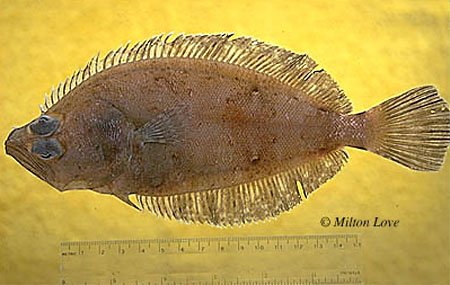 Hippoglossina stomata