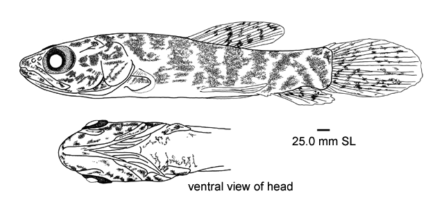 Hoplias aimara