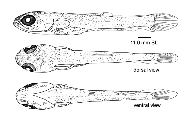 Hoplias aimara