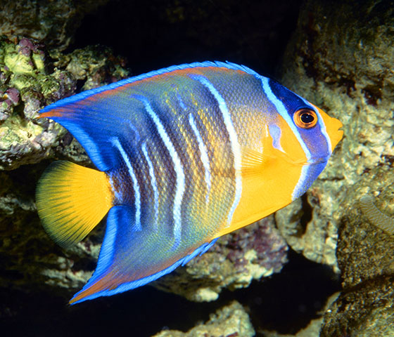 Holacanthus ciliaris