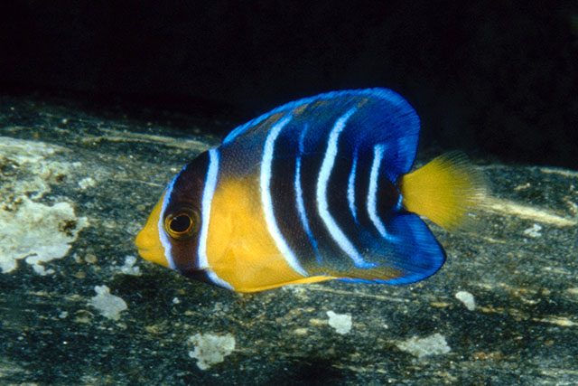 Holacanthus ciliaris