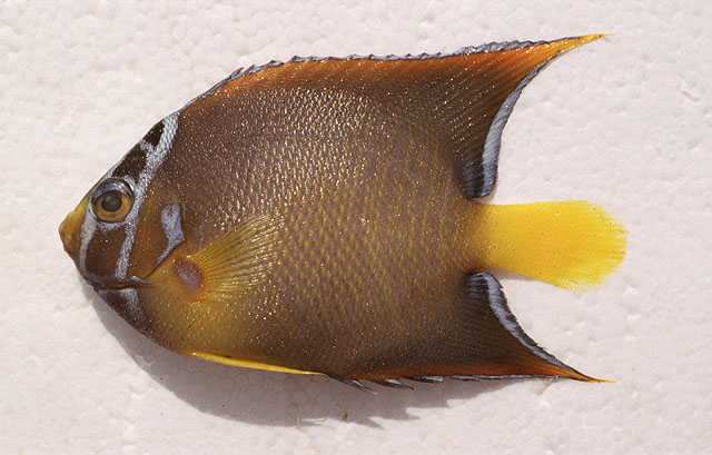 Holacanthus ciliaris