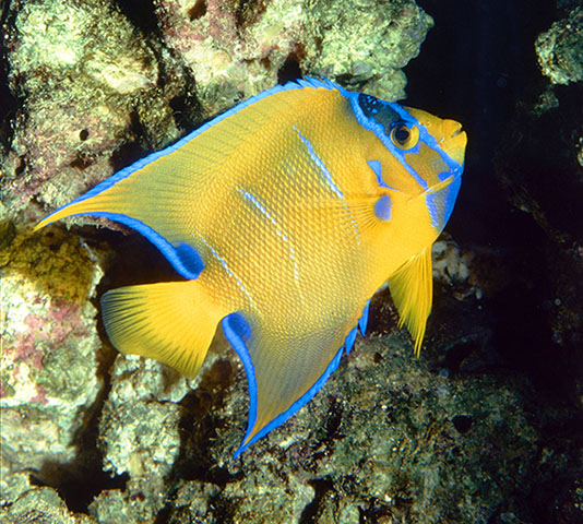 Holacanthus ciliaris