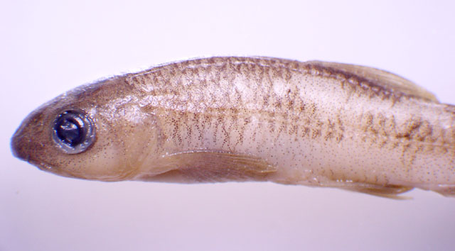 Horalabiosa joshuai