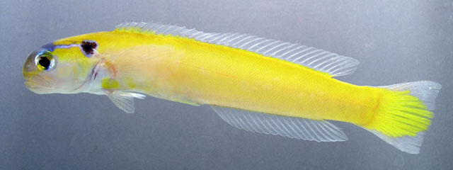 Hoplolatilus luteus