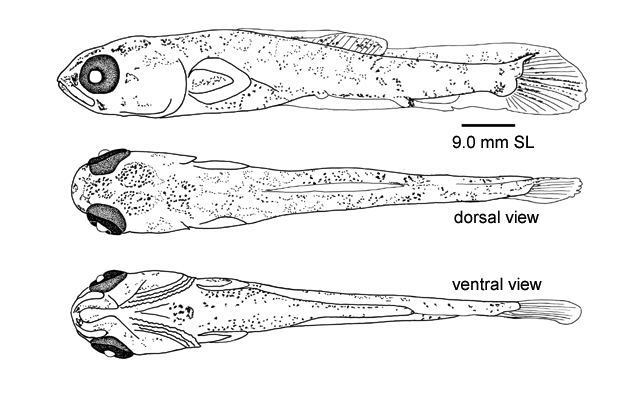 Hoplias malabaricus