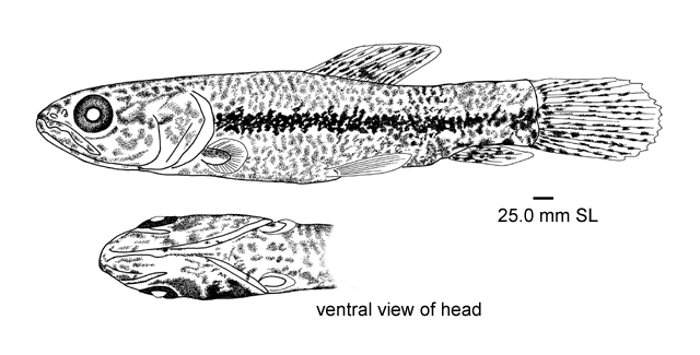 Hoplias malabaricus